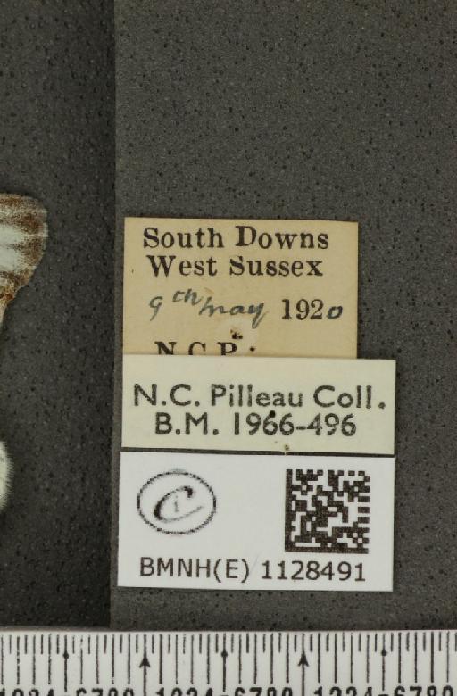 Pieris napi sabellicae Stephens, 1827 - BMNHE_1128491_label_81382