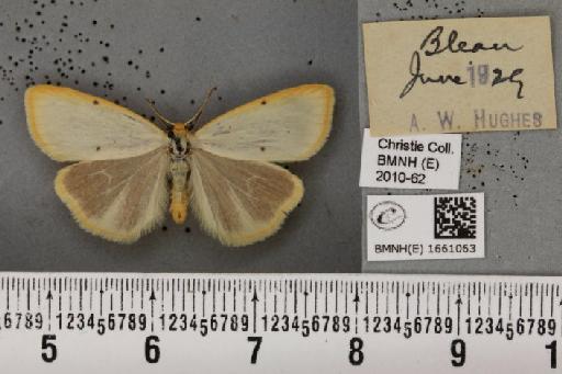 Cybosia mesomella (Linnaeus, 1758) - BMNHE_1661063_284746