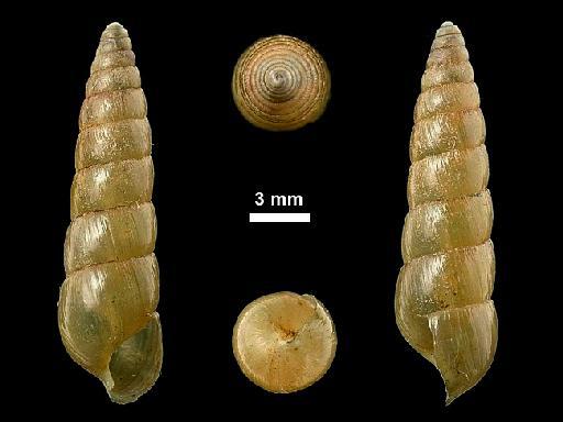 Achatina hebes Blanford - 1985155, LECTOTYPE AND PARALECTOTYPE, Achatina hebes Blanford