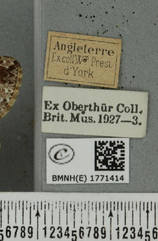 Dysstroma truncata truncata (Hufnagel, 1767) - BMNHE_1771414_label_348058