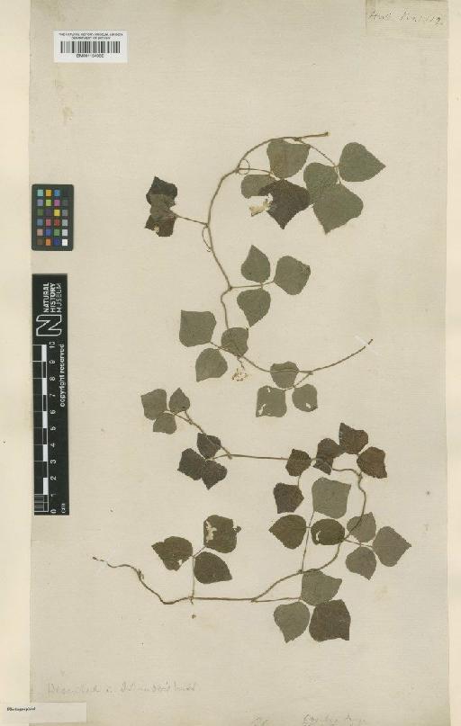 Rhynchosia phaseoloides (Sw.) DC. - BM001134358