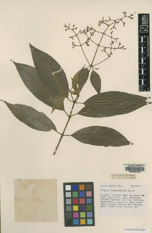 Psychotria longirostris (Rusby) Standl. - BM000624237