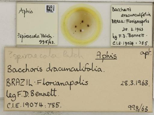 Aphis (Medoralis) spiraecola Patch, 1914 - 014226652_112528_1093088_157792_NoStatus