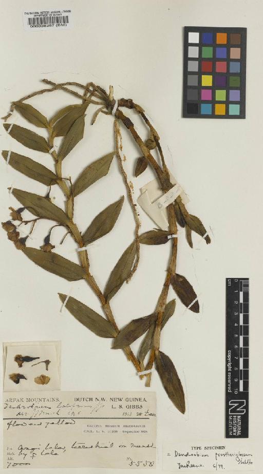 Dendrobium prostheciglossum Schltr. - BM000038287