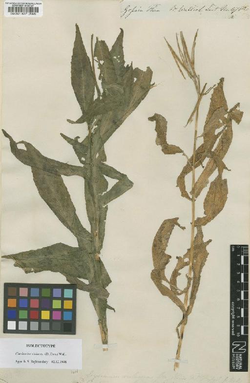 Cardamine violacea (D.Don) Wall. - BM000521637