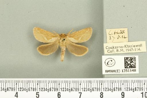 Korscheltellus lupulina ab. dacicus Caradja, 1893 - BMNHE_1351148_186261