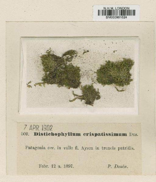 Distichophyllum rotundifolium (Hook.f. & Wilson) Müll.Hal. & Broth. - BM000961824