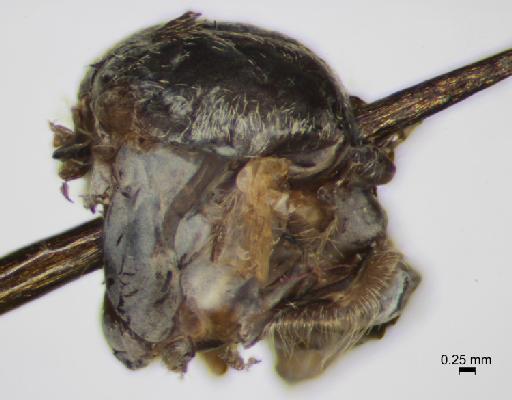Simulium (Trichodagmia) delatorrei species group Canadense Dalmat, 1950 - 010849099_S_delatorrei_Female_Lateral view