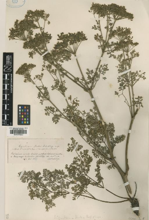 Ligusticum lucidum subsp. huteri (Porta) O.Bolòs - BM000752022
