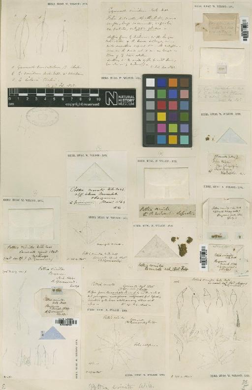 Pottia crinita Wilson ex Bruch, Schimp. & W.Gümbel - BM000867629_a