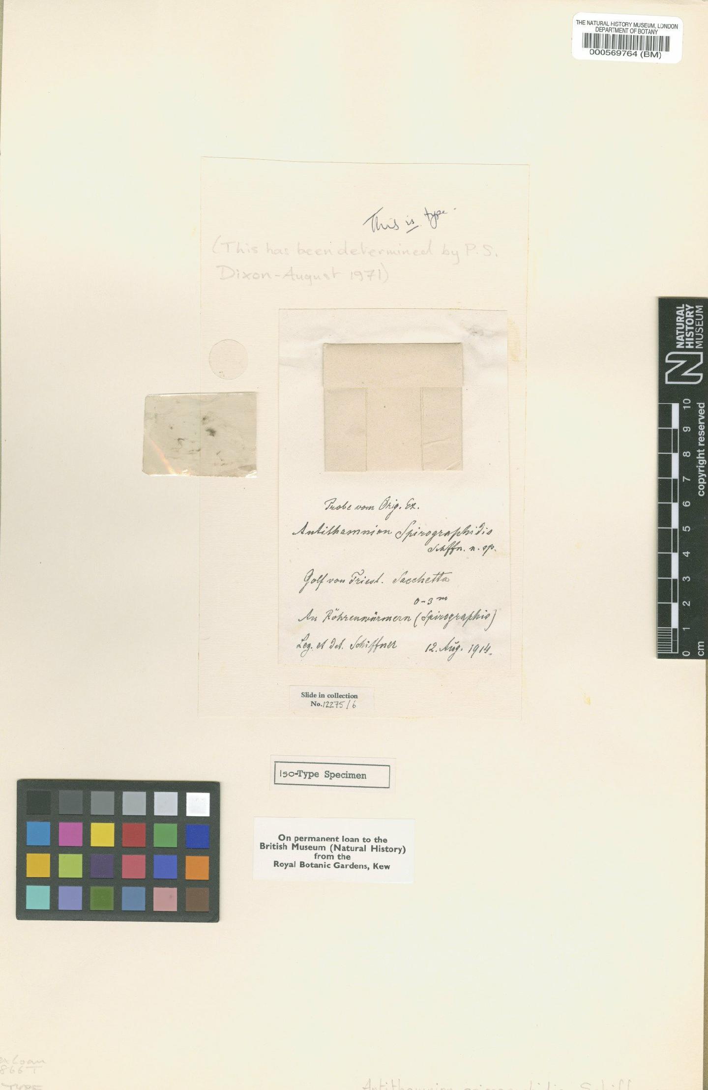To NHMUK collection (Antithamnion spirographidis Schiffn.; Isotype; NHMUK:ecatalogue:4788011)