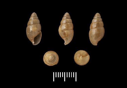 Achatina panaetha Benson, 1860 - 1954.6.2.184-185, Achatina panaetha Benson