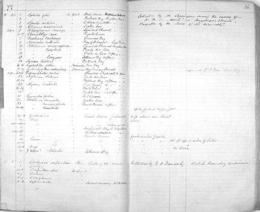 Channichthys esox - Zoology Accessions Register: Reptiles & Fishes: 1878 - 1892: page 36