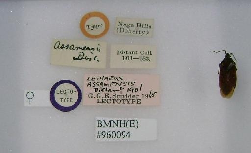 Lethaeus assamensis Distant, 1901 - Lethaeus assamensis-BMNH(E)960094-Lectotype female labels