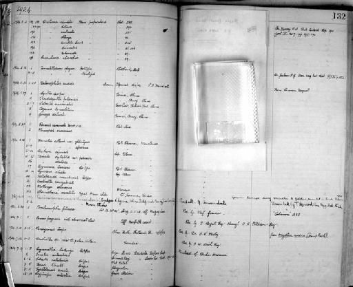 Armadillidium speyeri Jackson, 1923 - Zoology Accessions Register: Crustacea: 1905 - 1935: page 132