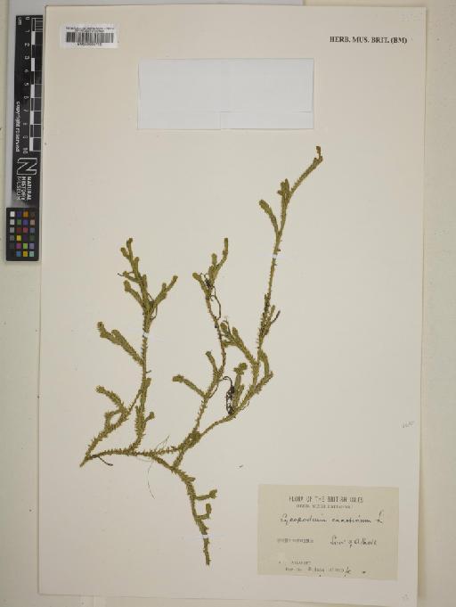 Lycopodium annotinum L. - 000995715