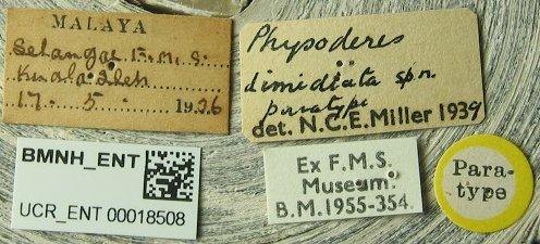 Physoderes dimidiata Miller, N.C.E., 1940 - Physoderes dimidiata-BMNH(E)1706297-Non type female labels UCR_ENT 00018508