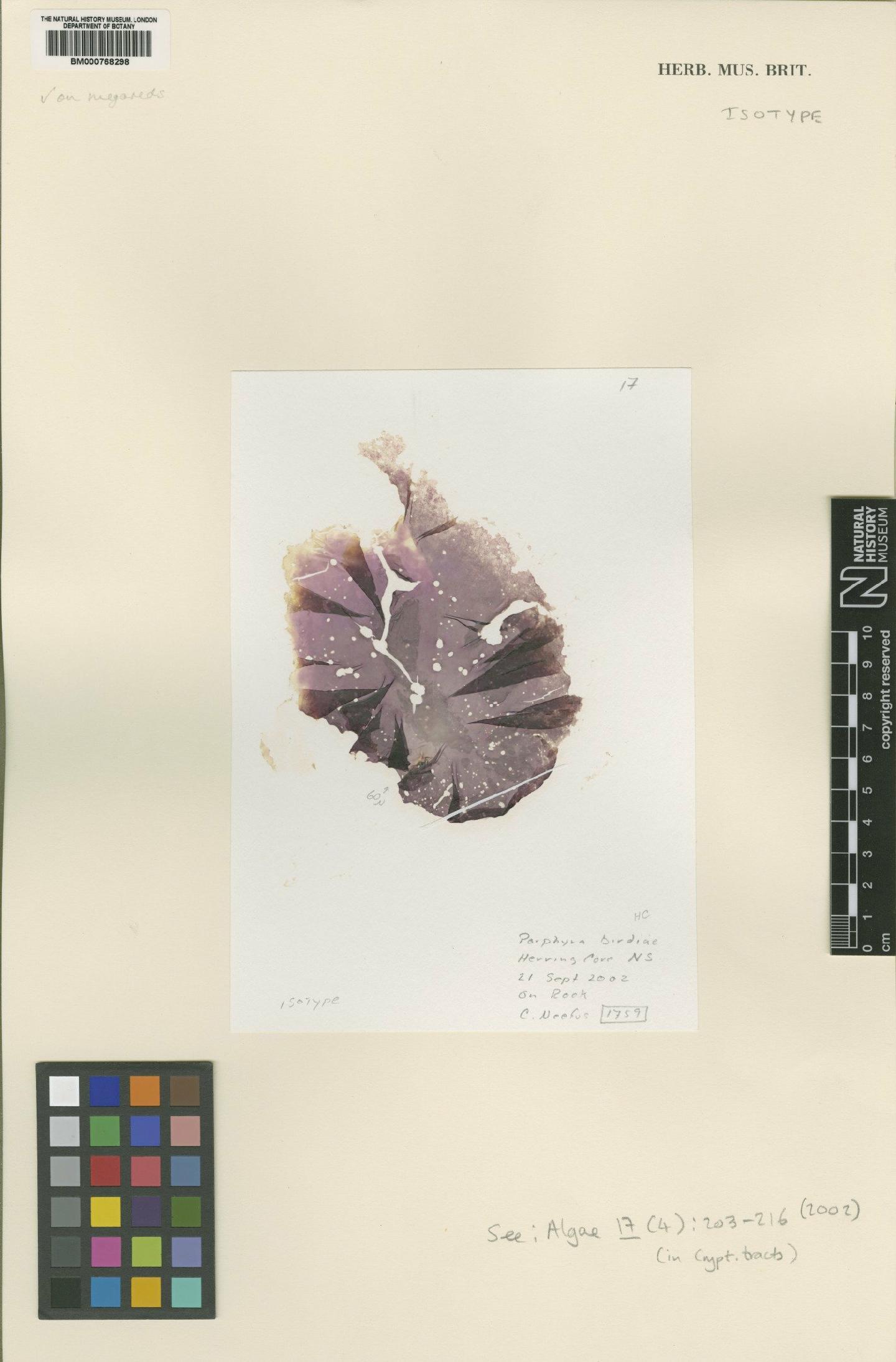 To NHMUK collection (Boreophyllum birdiae (Neefus & Mathieson) Neefus; Isotype; NHMUK:ecatalogue:4815020)
