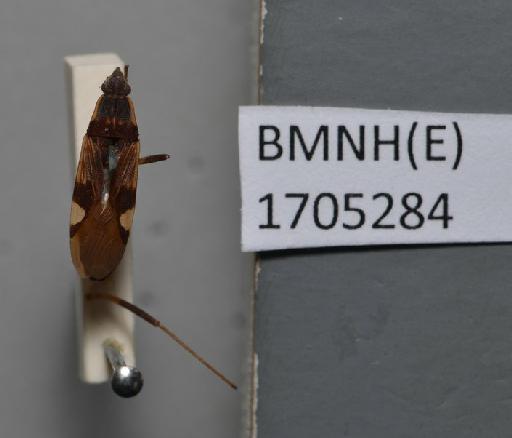 Rhyparochromus anticus Walker, 1872 - Rhyparochromus anticus-BMNH(E)1705284-Lectotype Female Dorsal