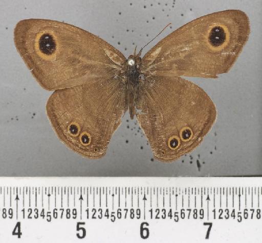 Ypthima humei Elwes & Edwards - Ypthima humei Elwes & Edwards type 1377200 dorsal