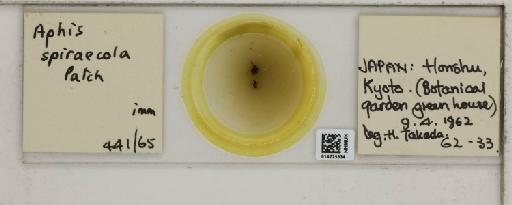 Aphis (Medoralis) spiraecola Patch, 1914 - 014225534_112525_1093088_157806_NoStatus