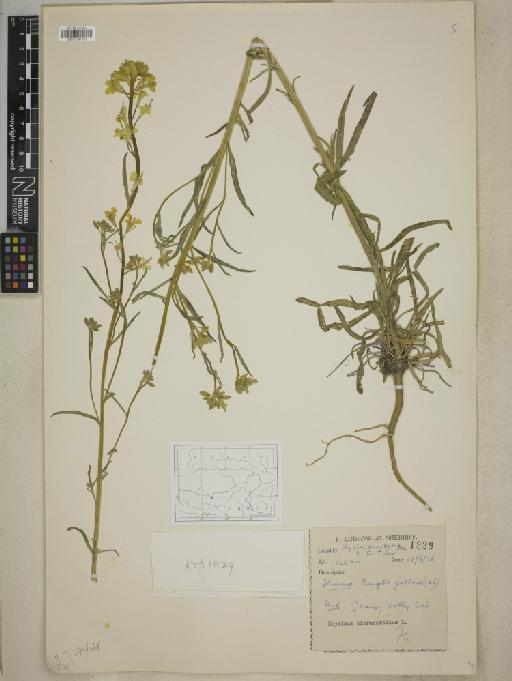 Erysimum hieracifolium L. - BM001241952