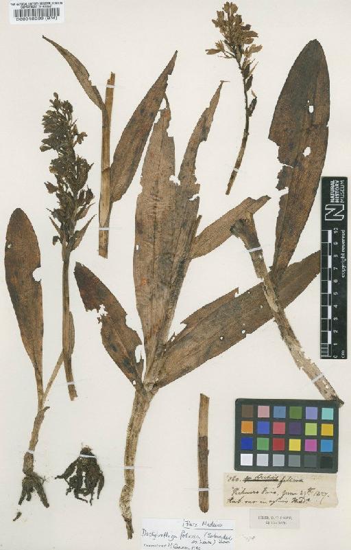 Dactylorhiza foliosa (Sol. ex Lowe) Soó - BM000018989
