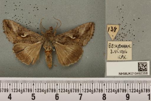 Autographa gamma (Linnaeus, 1758) - NHMUK_010492358_548016