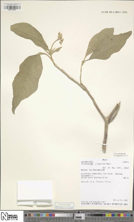 Solanum riparium Pers. - BM001120200