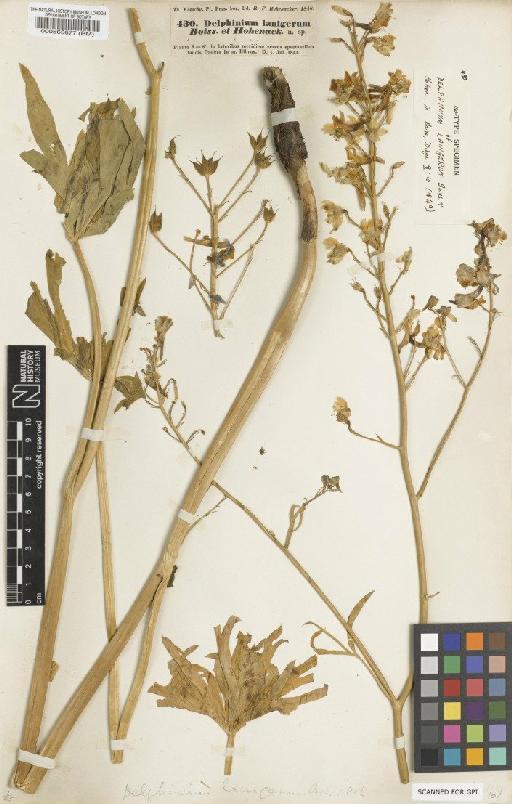Delphinium lanigerum Boiss. & Hohen. - BM000565677
