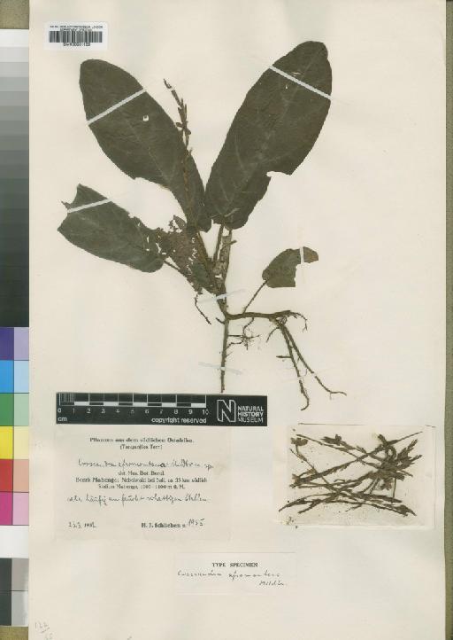 Stenandriopsis afromontana (Mildbr) Benoist - BM000931169