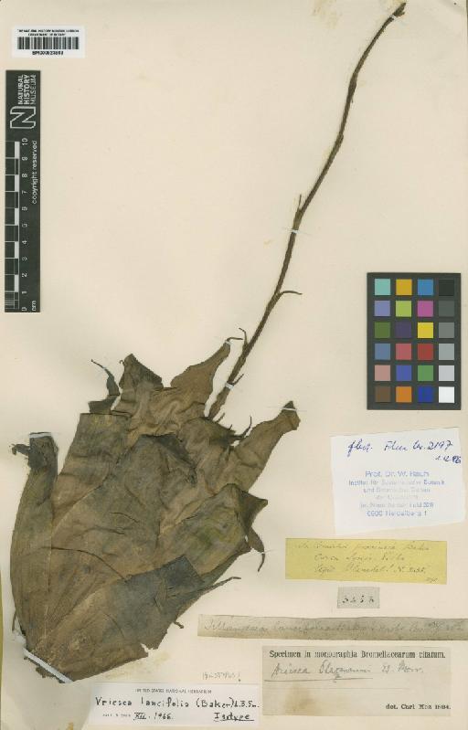 Vriesea lancifolia (Baker) L.B.Sm. - BM000923963