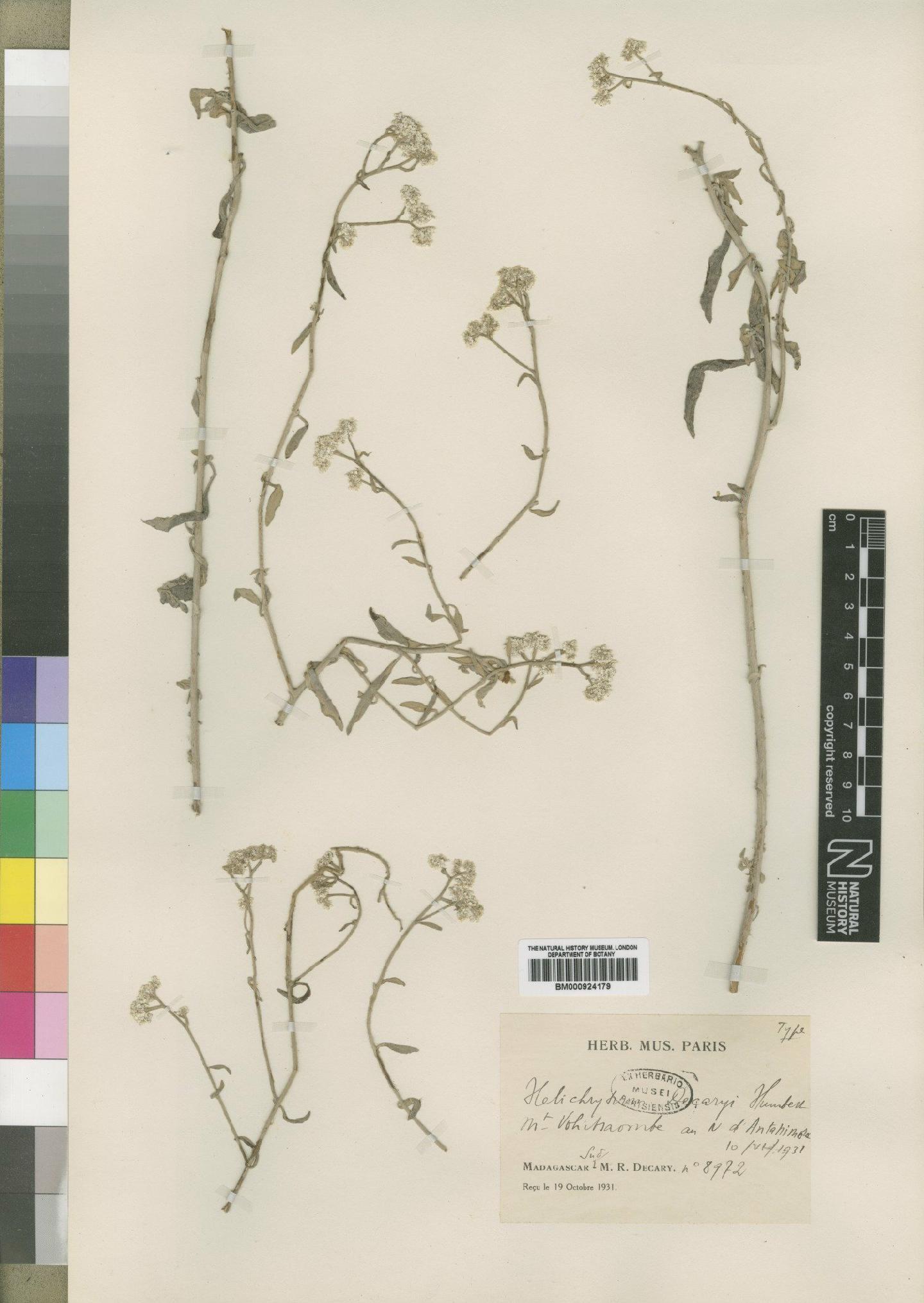 To NHMUK collection (Helichrysum decaryi Humbert; Type; NHMUK:ecatalogue:4529207)