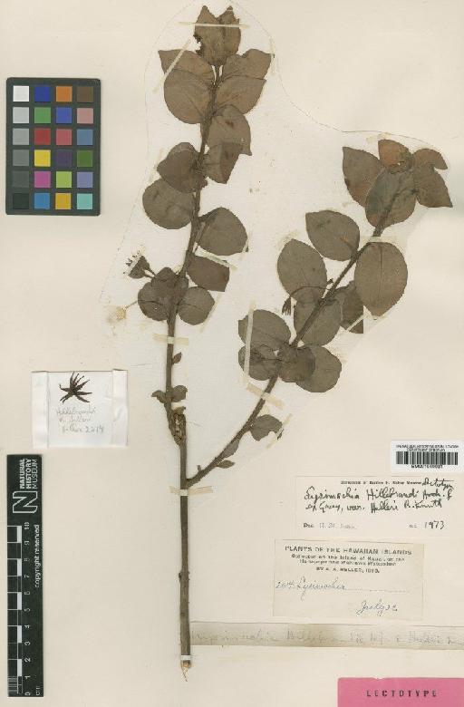 Lysimachia hillebrandi var. helleri R.Knuth - BM001040031