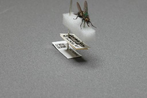 Sarcophaga (Myorhina) nigriventris Meigen, 1826 - 015092330_additional_4