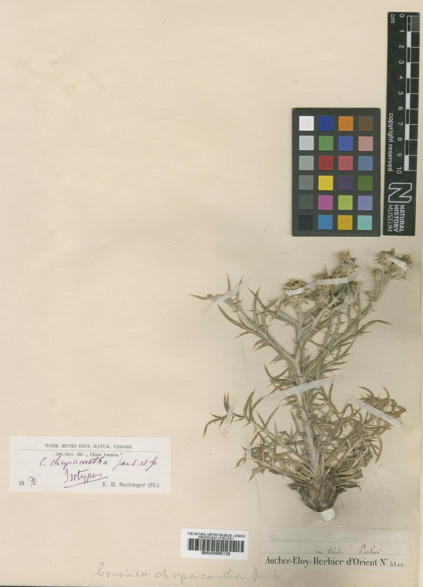 To NHMUK collection (Cousinia chrysacantha Jaub. & Spach; Isotype; NHMUK:ecatalogue:475698)