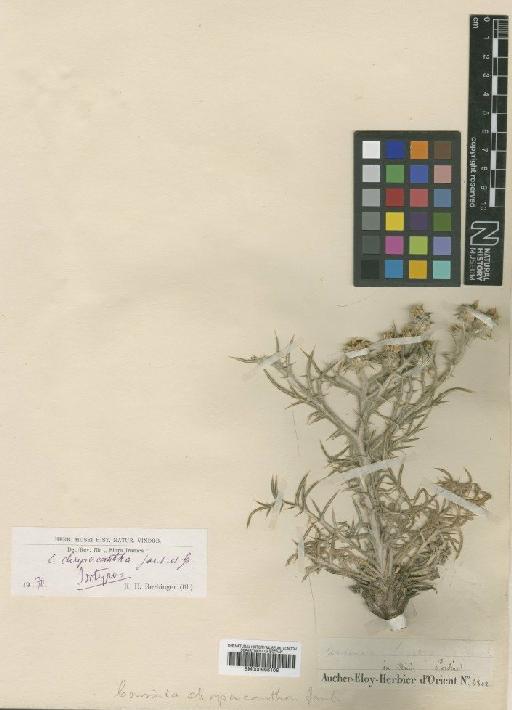 Cousinia chrysacantha Jaub. & Spach - BM000996106