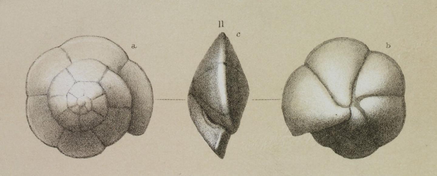 Plate 1. 1-3. Oridorsalis umbonatus (Reuss). Sample 161-975B-33X-2, 0-2 cm.  4. Nonion sp. Sample 161-974B-21X-2, 108-110 cm. 5, 6. Oridorsalis  stellatus (Silvestri). Sample 161-975B-33X-2, 0-2 cm. 7. Dentalina  filiformis (d'Orbigny). Sample 161-974B-22X-1