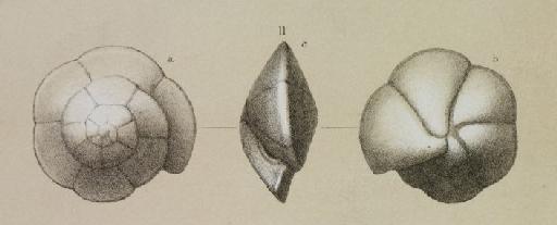 Truncatulina tenera Brady, 1884 - ZF2550_95_11_Oridorsalis_umbonata.jpg