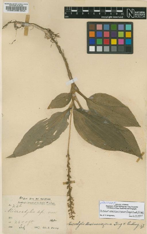Crepidium maximowiczianum (King & Pantl.) Szlach. - BM000082883