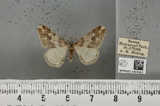 Agriopis leucophaearia (Denis & Schiffermüller, 1775) - BMNHE_1903983_463066