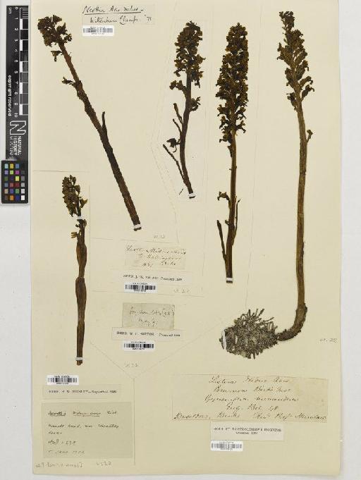 Neottia nidus-avis (L.) Rich. - BM001164109