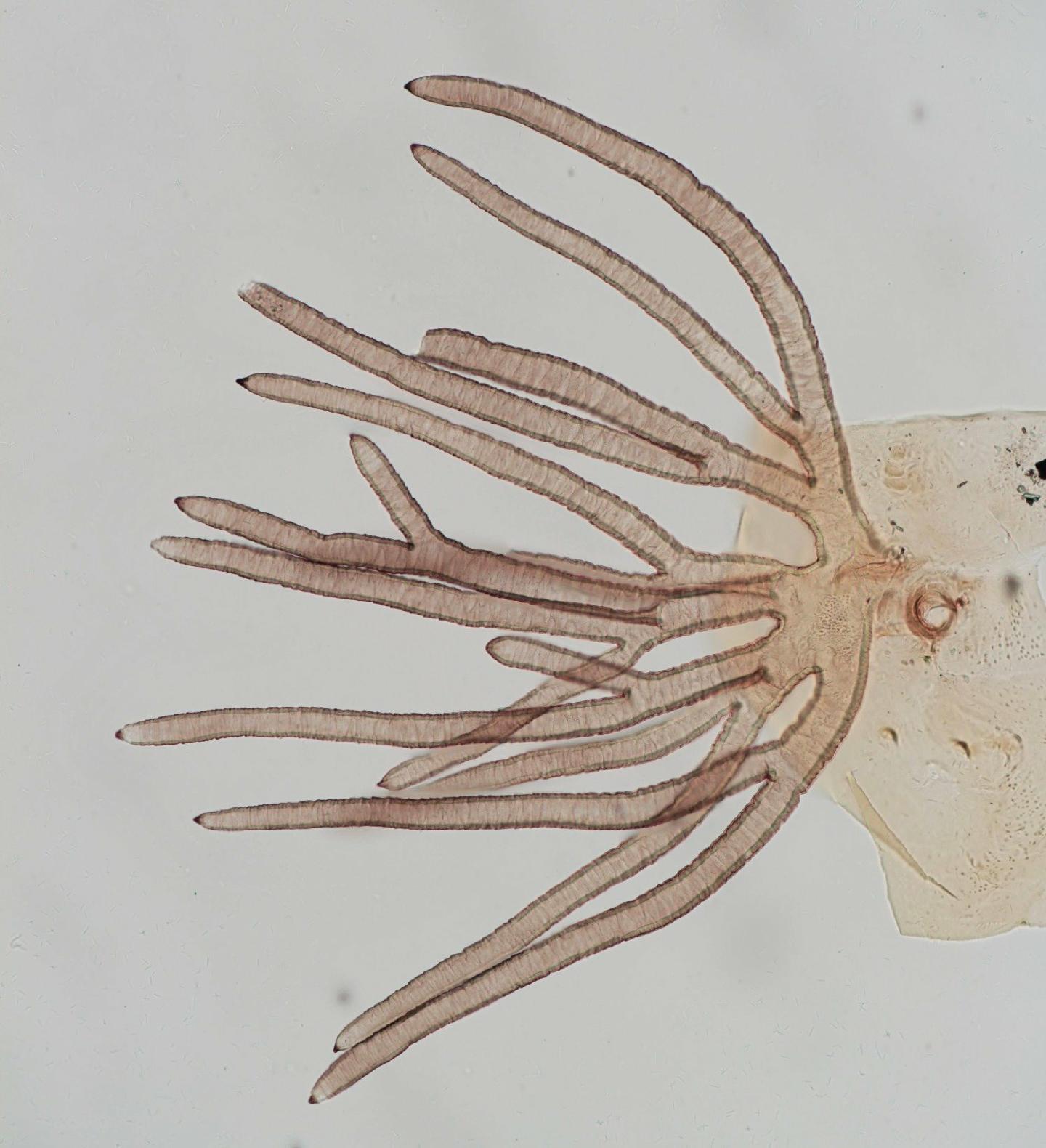 Simulium nili