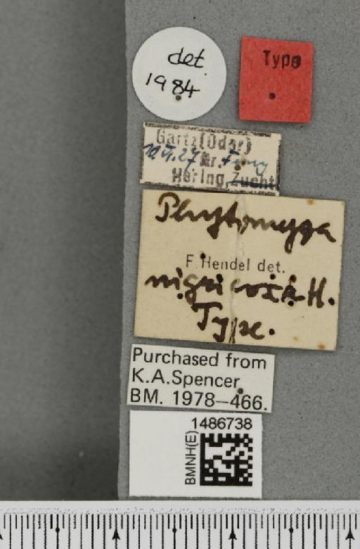 Phytomyza nigricoxa Hendel, 1935 - BMNHE_1486738_a_label_60995