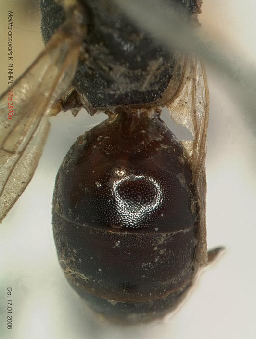 Melitta annularis Kirby, 1802 - Melitta annularis lectotype 17a2870a propodeum and  gaster dorsal