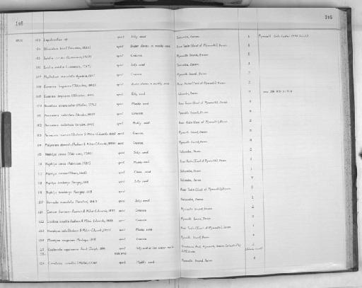 Eunereis longissima (Johnston, 1840) - Zoology Accessions Register: Polychaeta: 1967 - 1989: page 106