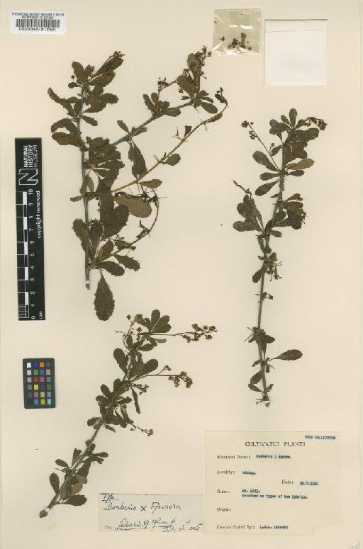 Berberis × carminea 'Aurora' - BM000554819