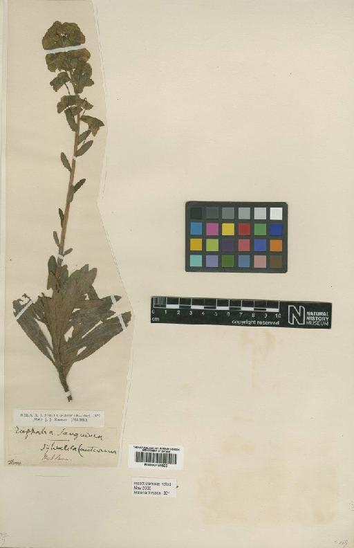 Euphorbia amygdaloides L. - BM000751503