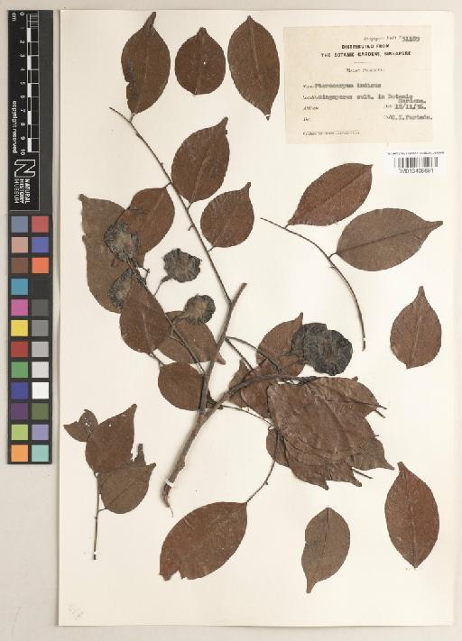Pterocarpus indicus f. indicus - BM013406691