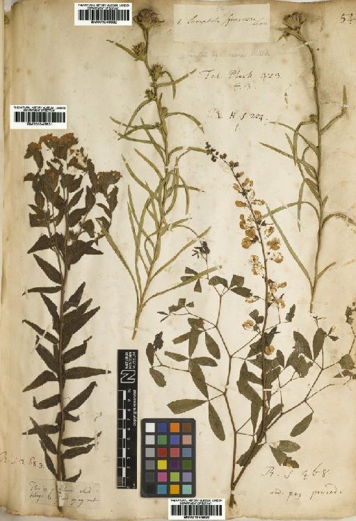 Lithospermum caroliniense (J.F.Gmel.) MacMill. - BM001046831